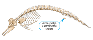 YCUZD_230823_5481_aizmugurējo ekstremitāšu skelets_3.png