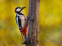 Shutterstock_2083844758_woodpecker_dzenis.jpg