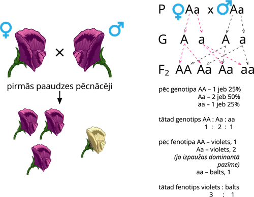 YCUZD_260414_8137__zirņu genotipi un fenotipi_2.png