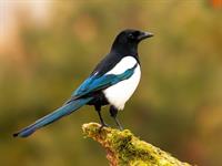 Shutterstock_1850229250_magpie_žagata.jpg