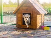 shutterstock_1538624393_dog kennel_suņa būda.jpg