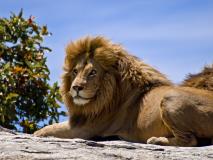 Male_Lion_on_Rock.jpg