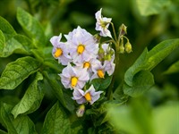 Shutterstock_1771263077_potatoes flowering_kartupeļu ziedi.jpg