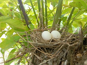 shutterstock_2526951351_birds eggs in a nest_putnu olas ligzdā.jpg