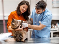 shutterstock_2552493625_veterinarian examines a fluffy cat_veterinārārsts apskata pūkainu kaķi.jpg