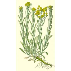 Helichrysum-arenarium-Sand-Strohblume-Saatgut.jpg