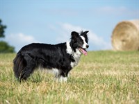 Shutterstock_263505983_dog standing_suns stāv.jpg