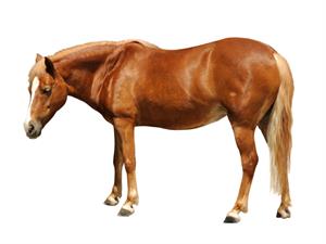 Shutterstock_103843142_horse_zirgs.jpg