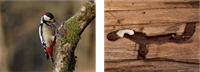 YCUZD_250814_7527_dzenis_kāpuri_1.png