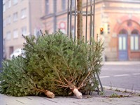 Shutterstock_2000947397_christmas trees_eglītes.jpg