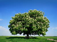 shutterstock_597269426_chestnut tree_kastanis.jpg