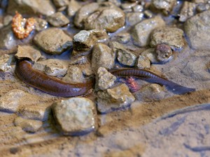 shutterstock_1736135537_leech_dēles.jpg
