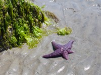 shutterstock_2016917618_starfish_jūras zvaigzne.jpg