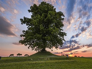 shutterstock_2281420813_linden_liepa.jpg