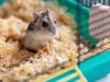 Shutterstock_2149987849_hamster_kāmis.jpg