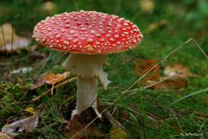 25_amanita_muscaria__sarkan___mu__mire_..jpg