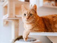 shutterstock_2532742991_cat_kaķis.jpg