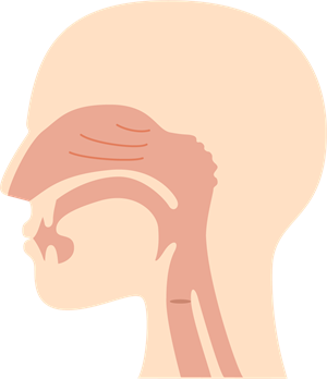 YCUZD_240930_6650_nasal cavity_deguna dobums_3.png