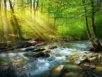 shutterstock_2261596665_spring forest_mežs pavasarī.jpg