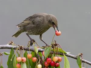 Shutterstock_681726535_starling with cherry_strazds ar ķirsi.jpg