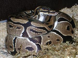 ball-python-401597_1280.jpg