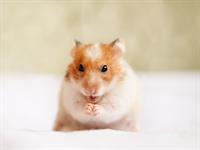 shutterstock_2505661763_hamster_kāmītis.jpg