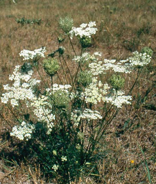daucus_carota_10418.png