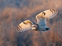 shutterstock_2402138947_Short eared owl_Purva pūce.jpg