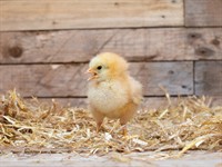 shutterstock_2584276775_chick_cālis.jpg