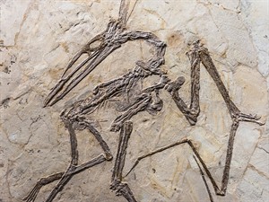 shutterstock_793669273_Pteranodon fossil on rock_Pteranodona fosilija uz klints.jpg
