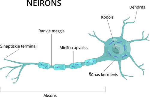 YCUZD_220818_4302_Neirons_3.png