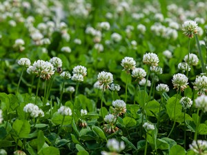 shutterstock_2470646861_white clover_baltais āboliņš.jpg