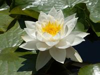 shutterstock_1140641639_water lily_ūdensroze.jpg