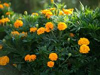 shutterstock_2496587141_marigold_samtenes.jpg