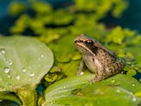 shutterstock_502504642_frog_varde.jpg