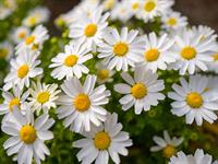 shutterstock_2332036285_daisy_margrietiņas.jpg