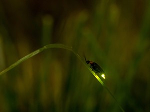 shutterstock_1075765709_Night firefly light_Jāņtārpiņš.jpg