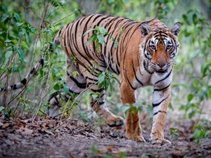 Shutterstock_462840823_tiger_tīģeris.jpg