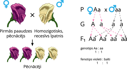 YCUZD_260414_8137__zirņu genotipi un fenotipi_3.png