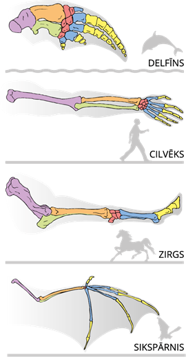 YCUZD_230109_4929_kaulu uzbūve.png