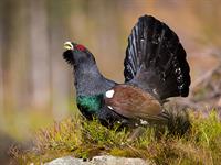 shutterstock_1696826623_western capercaillie_mednis.jpg