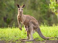 Shutterstock_2012976788_kangaroo_ķengurs.jpg