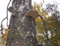 PIEPE -LATVIJA - BALDONES MEZA BERZA.jpg