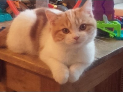 Dominiks Sebastians Purviņš