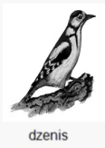 dzenis.png