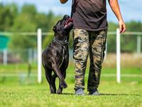 shutterstock_2509020147_dog training_suņa dresūra.jpg
