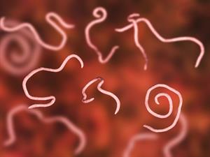 Shutterstock_730171468_threadworms_spalīši.jpg