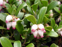 arctostaphylos_uva-ursi_01.png