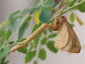 shutterstock_2480511845_Butterfly laying Eggs_tauriņš dēj olas.jpg
