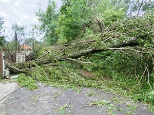 shutterstock_63525364_fallen tree after a strong storm_nokritis koks pēc vētras.jpg